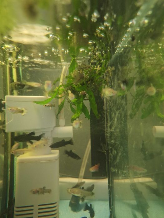 Gupik samce i samice , młode różny rodzaj  wielkości około 2-3 cm