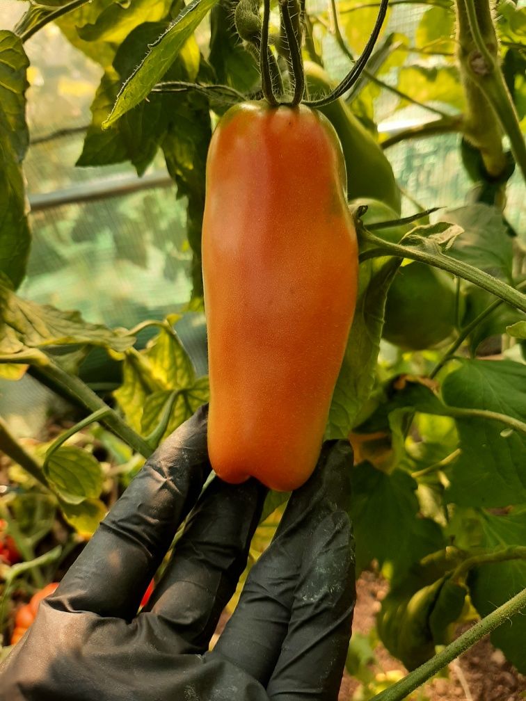 Nasiona pomidorów kolekcjonerskich