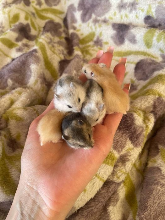 Джунгарики, хомʼяки