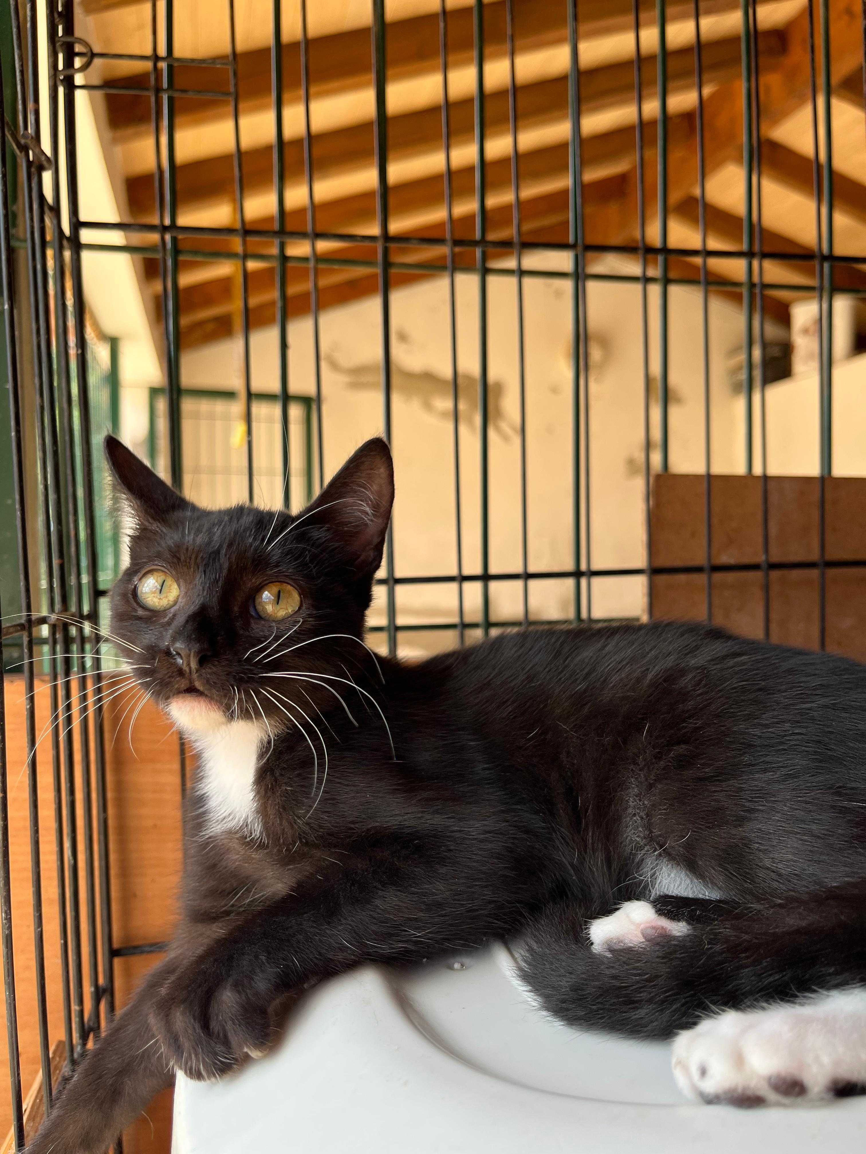 Cacau - Gatinha para Adopção