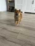 Śliczny piesek shiba inu