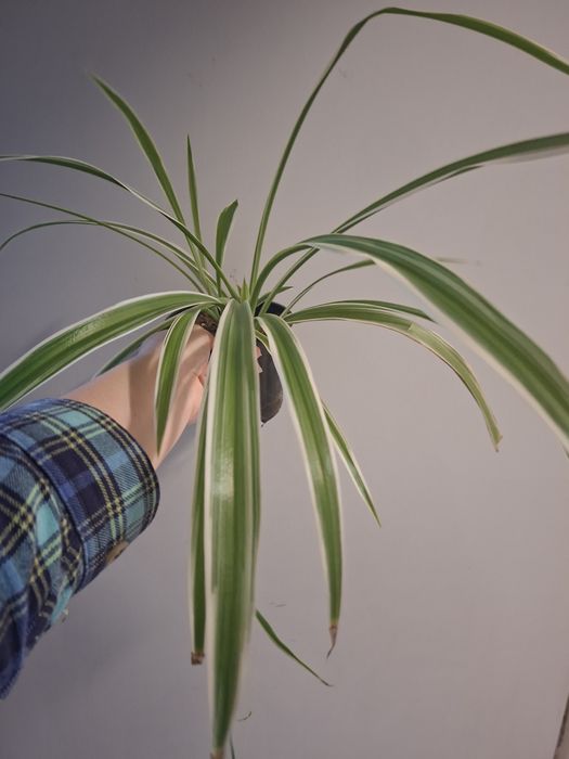 Zielistka/zielistek kwiat