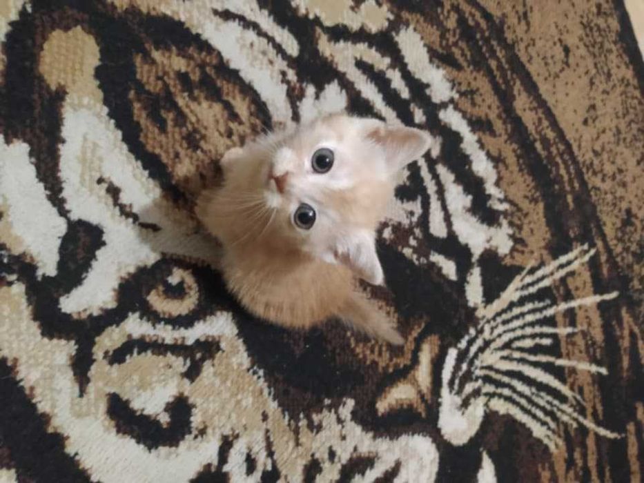 Oddam rudego kota  - za darmo