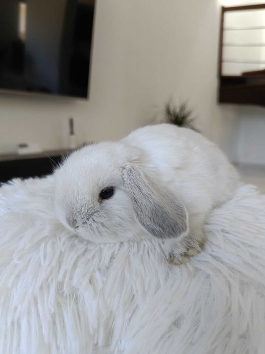 Mini lop karzełek Teddy hodowla zarejestrowana