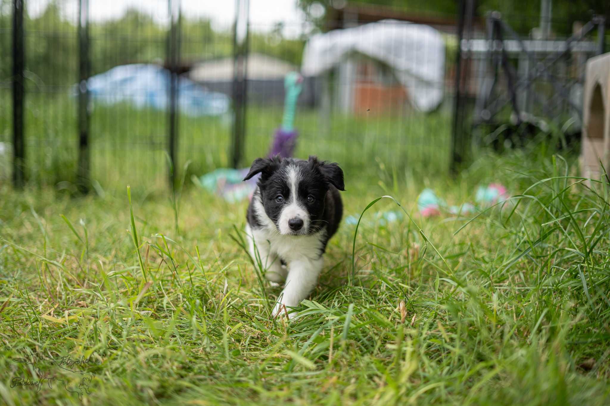 Szczeniak border collie FCI/ISDS