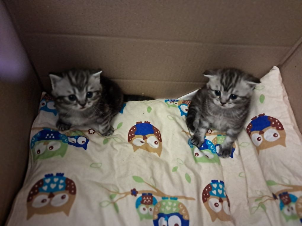 Кошенята Скотіш фолд та Скотіш Страйт