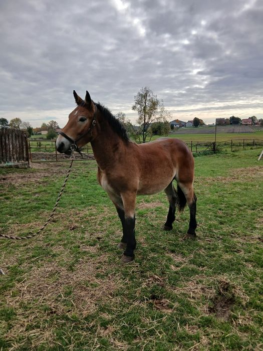 Ogierek księga główna likwidacja