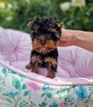 Yorkshire Terrier York FCI ZKwP Piesek