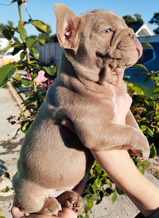 Цуценя французький бульдог дівчинка