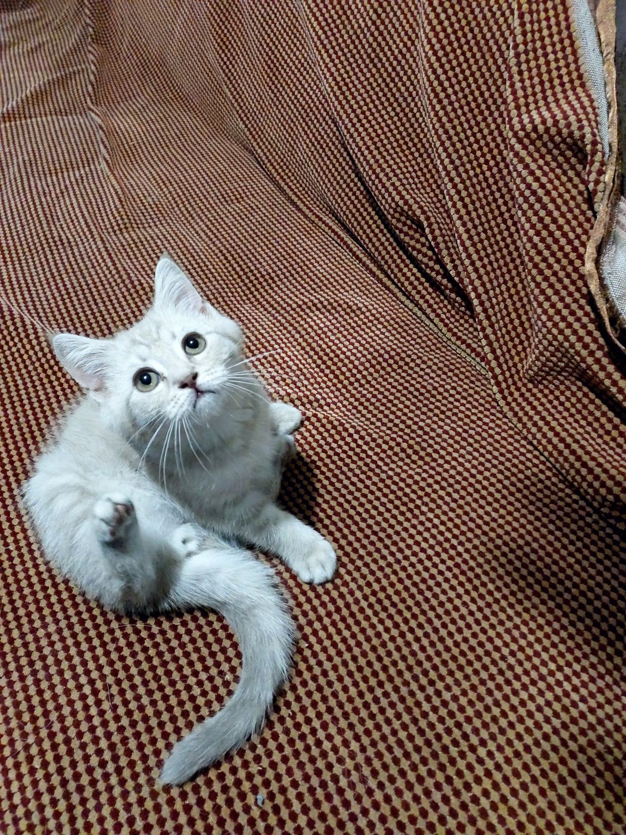 Шикарный котик у родителей блю- поинт,кофе с молоком окрас мрамор. 4 м