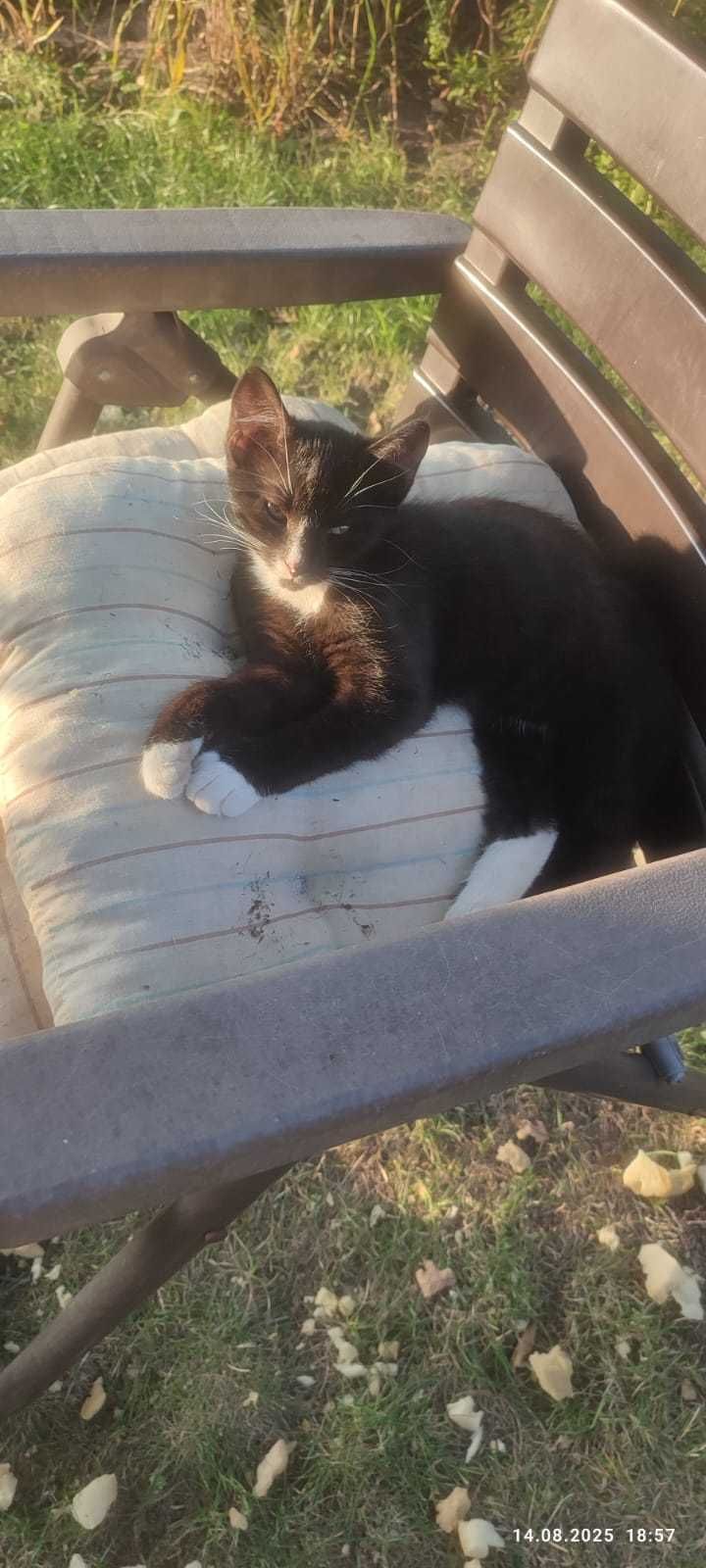 Armiś kocurek do adopcji