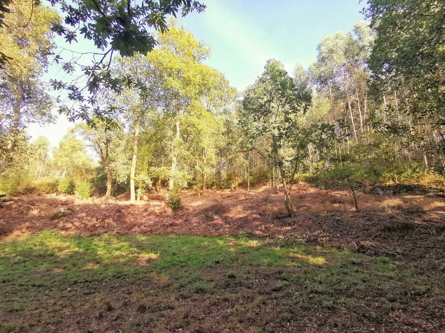 Quinta 21000m2 para moradia Monte Côrdova