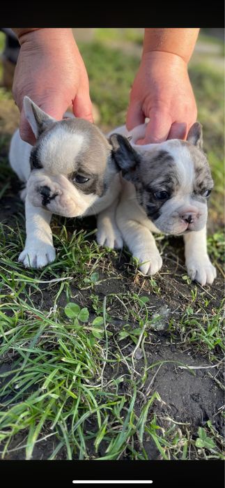 Маленькі собачки французького бульдога