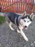 Wydam suczke husky