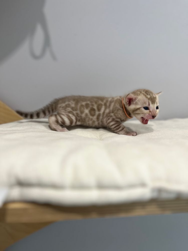 Kotka bengalska snow mink śnieżna TICA