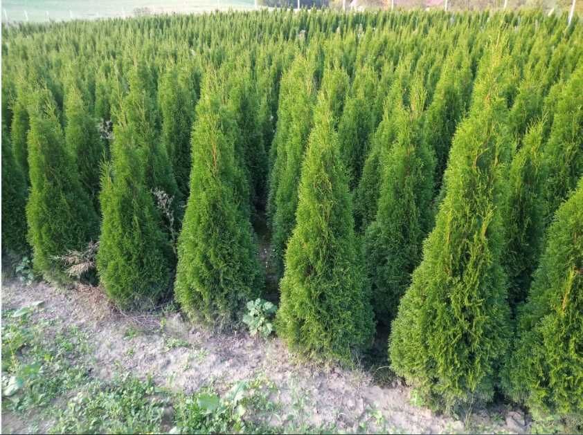 Tuja brabant 170cm, szmaragd do 300cm, dowóz gratis, sadzimy