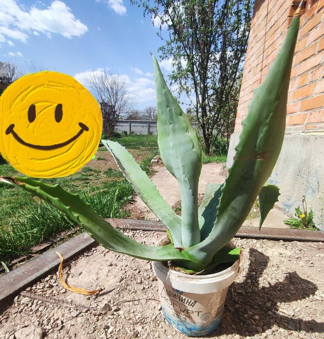 Агава блакитна двох, трьох річна