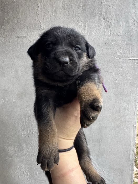 Цуценята Кане корсо