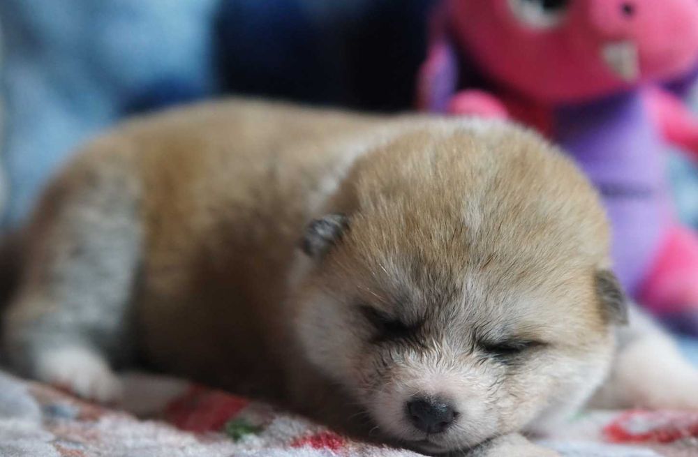 Akita japońska czerwona dziewczynka ZKwP / FCI