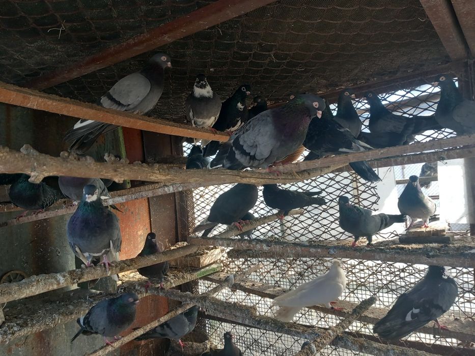 Gołębie zamojskie siwe wysokolotne