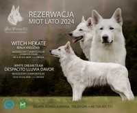 Biały Owczarek Szwajcarski miot 2024 FCI