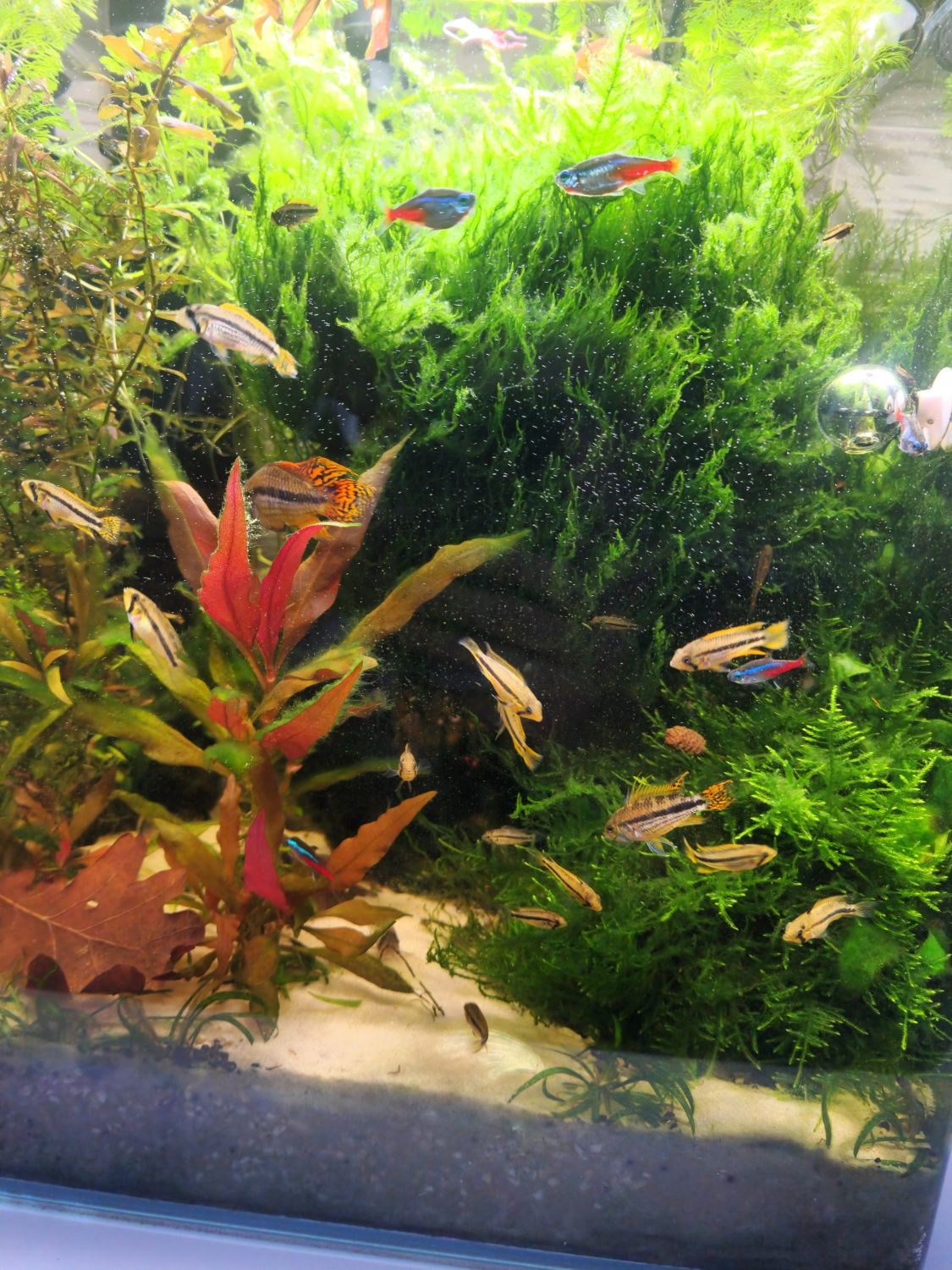 Ryba Pielegnica kakadu orange, Apistogramma cacatuoides młode 05.07