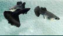 Guppys black moscow e  neocaridina Yellow neon back