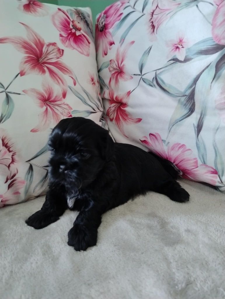 Śliczny szczeniak shih tzu.ZAREZERWOWANY.