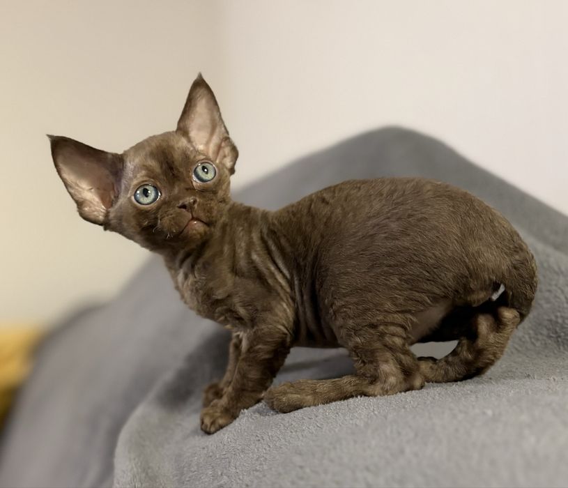 Devon rex kocurek