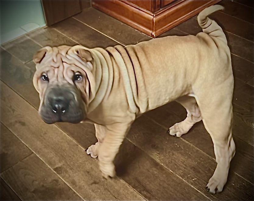Oddam w dobre ręce sharpei