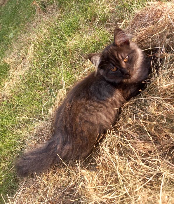 Віддам кошенят у добрі руки