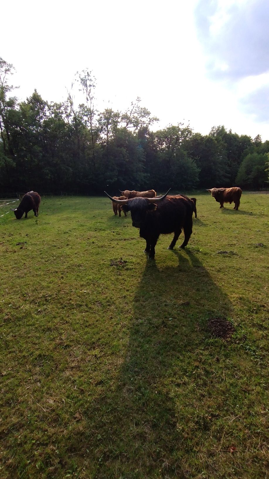 Sprzedam stado rasy highland.