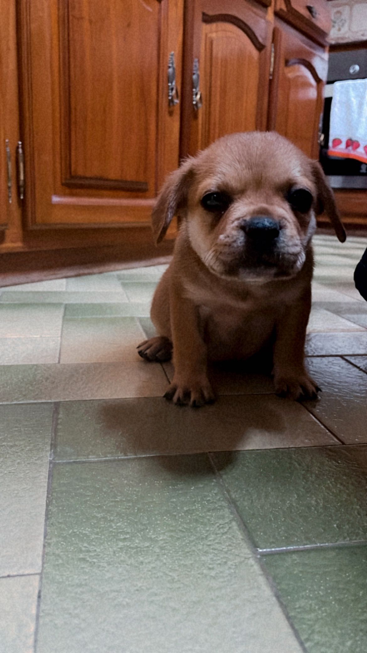 bulldog francês castanho