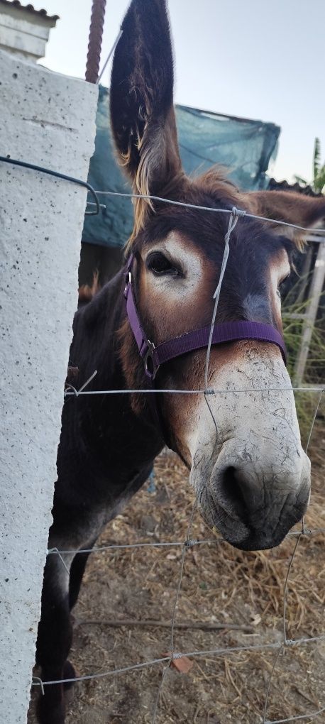 Burro mirandês vendo ou troco