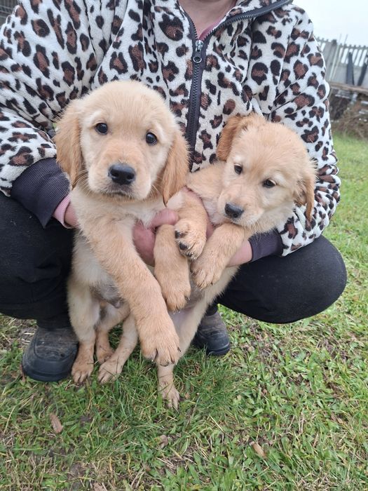 Golden Retriever piesek