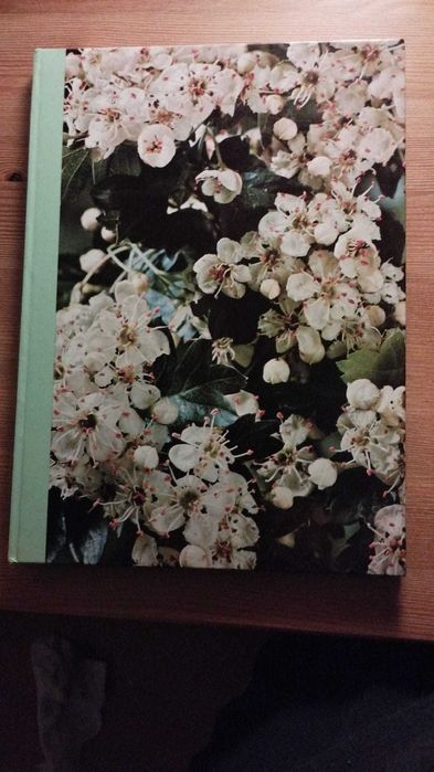 As Plantas Nossas Amigas: A Beleza pelas Plantas