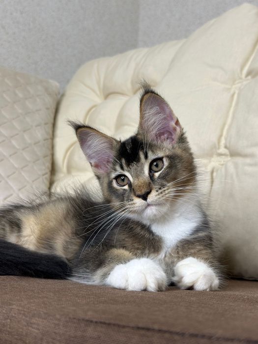 Las Vegas-kocurek Maine Coon