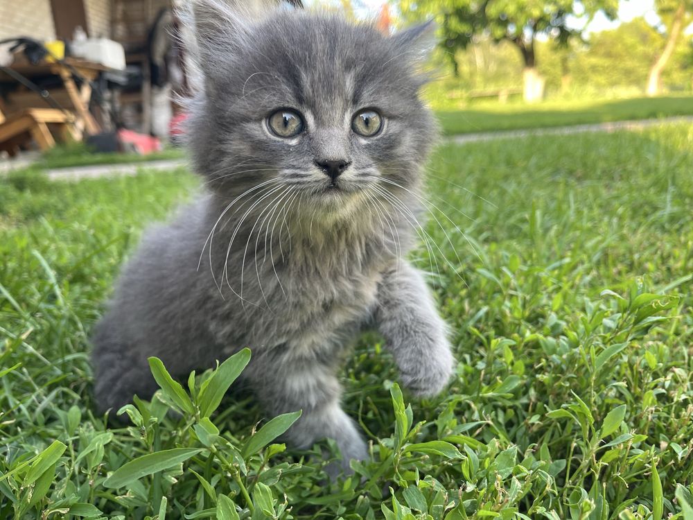 Котик вік 1,5 місяці