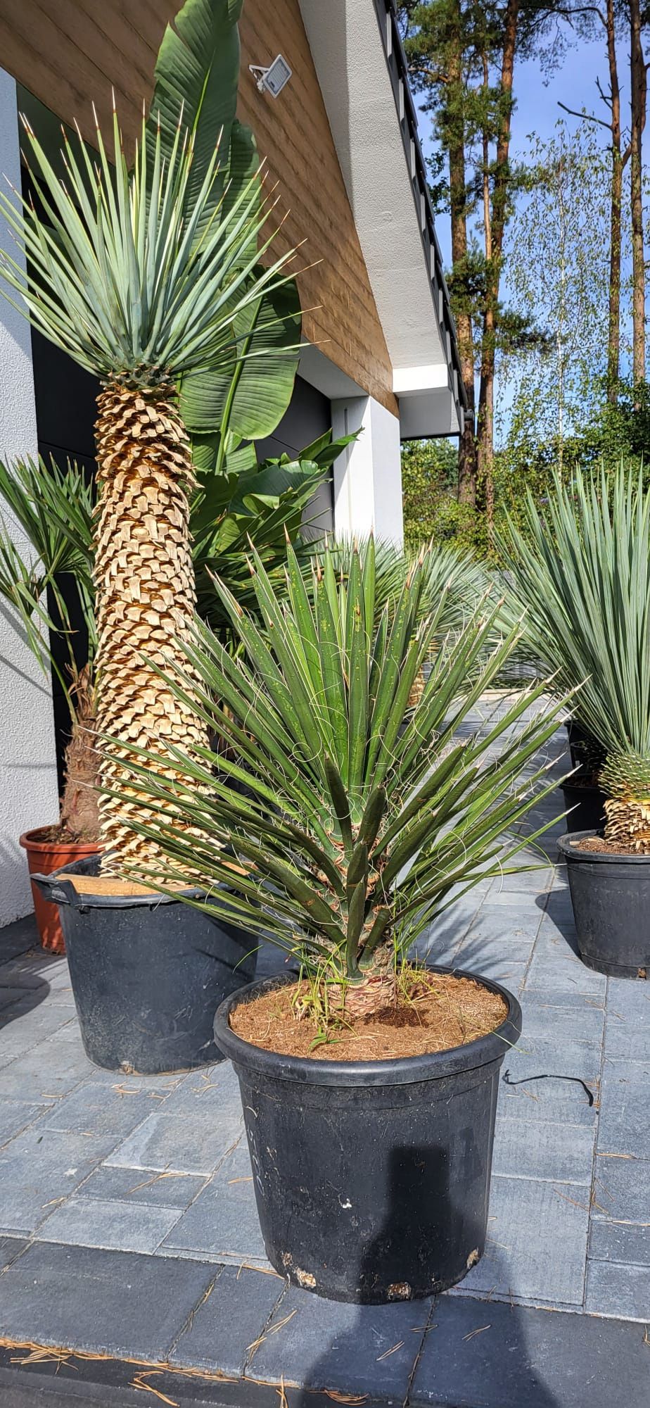 Yucca rigida. Yucca rostrata. Yucca filifera. Juka.