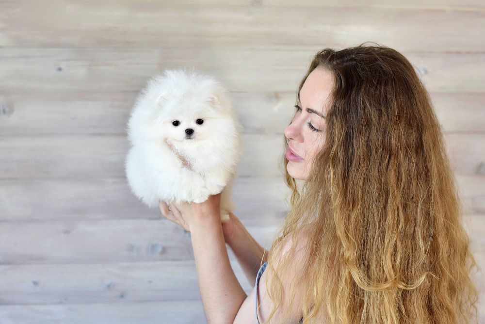 Шикарнейшая мини девочка померанский шпиц белого окраса в типе мишка!