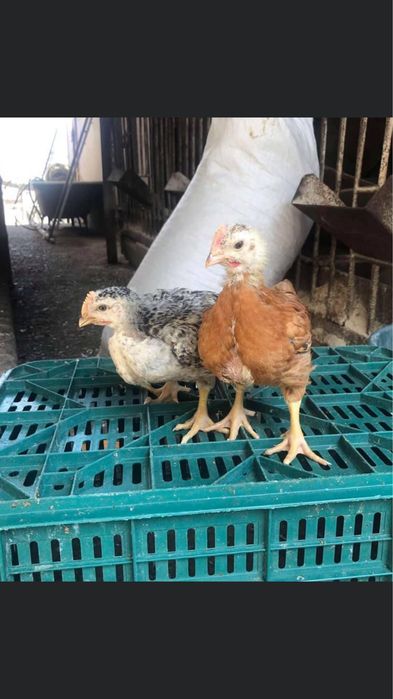 Курчата, Кури, Качки, Птиця.