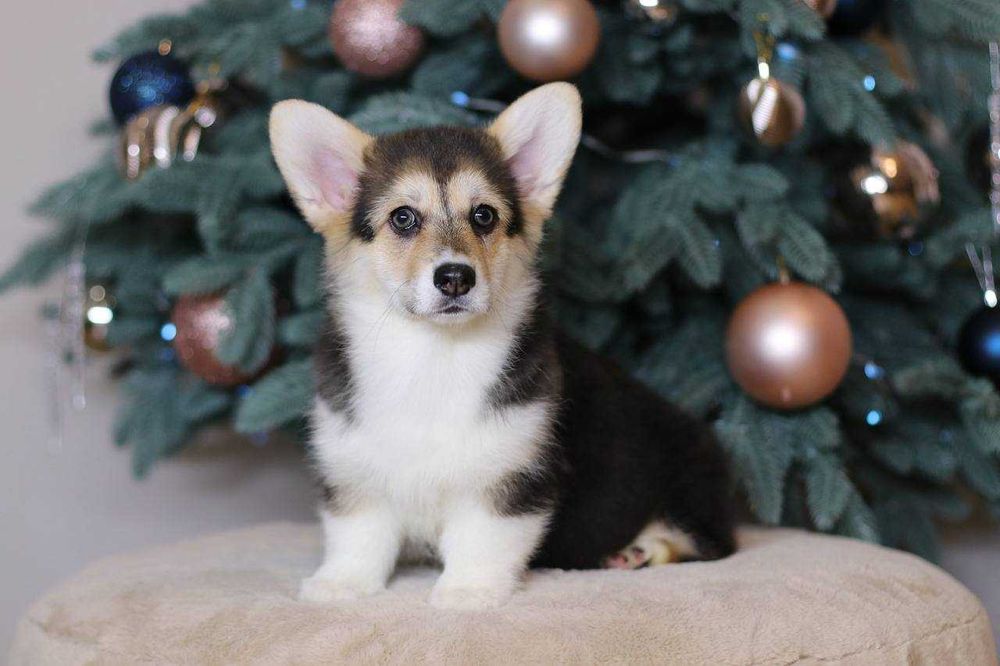 Przepiękna suczka Sansa czeka na swoją wymarzoną rodzinę!