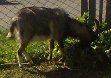 Козлик 1 рік    .