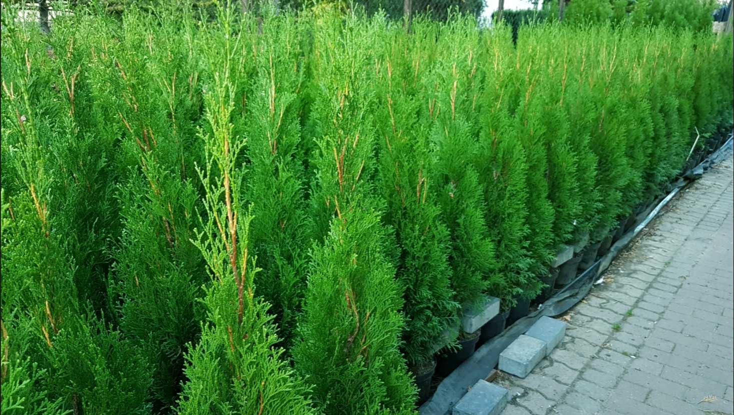Tuja Szmaragd 120cm Donica Ukorzenione TRANSPORT SADZENIE