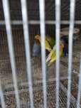 Agapornis e Caturras adultos