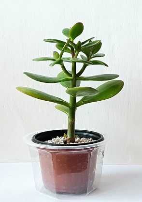 grubosz jajowaty CRASSULA OVATA