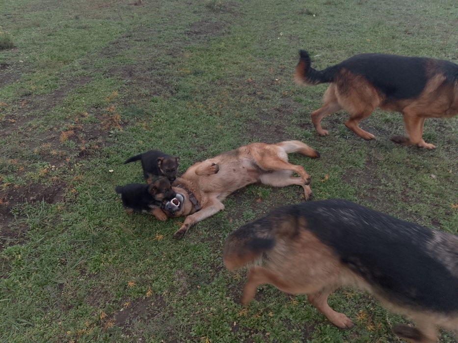 Продам цуциків Німецької вівчарки