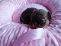 *** Shih Tzu Czekoladowe Suczki Po Malutkich Rodzicach ***