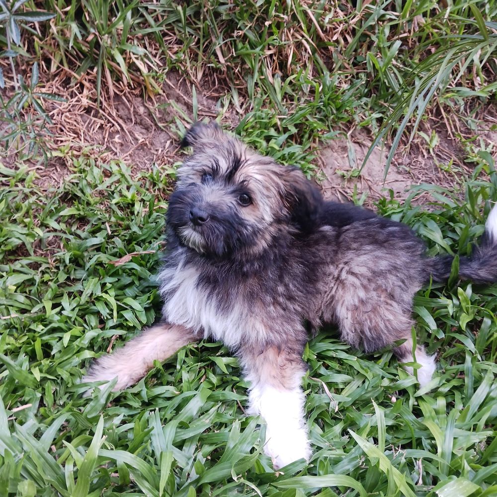 Emmy - 3 meses, porte pequeno (6kg)