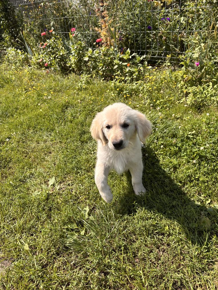 Golden Retriever Piesek